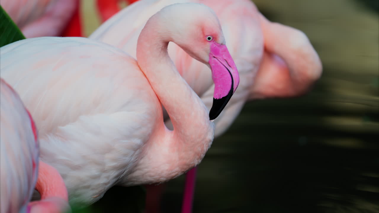 Close up of beautiful, pink flamingos standing in water at a zoo
