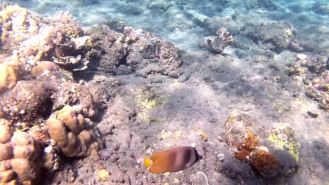 Stunning-coral-cliff-and-brightly-coloured-sunburst-butterfly-fish-while-snorkelling-in-the-crystal-clear-sea-waters-of-Pulau-Menjangan-island,-Bali,-Indonesia