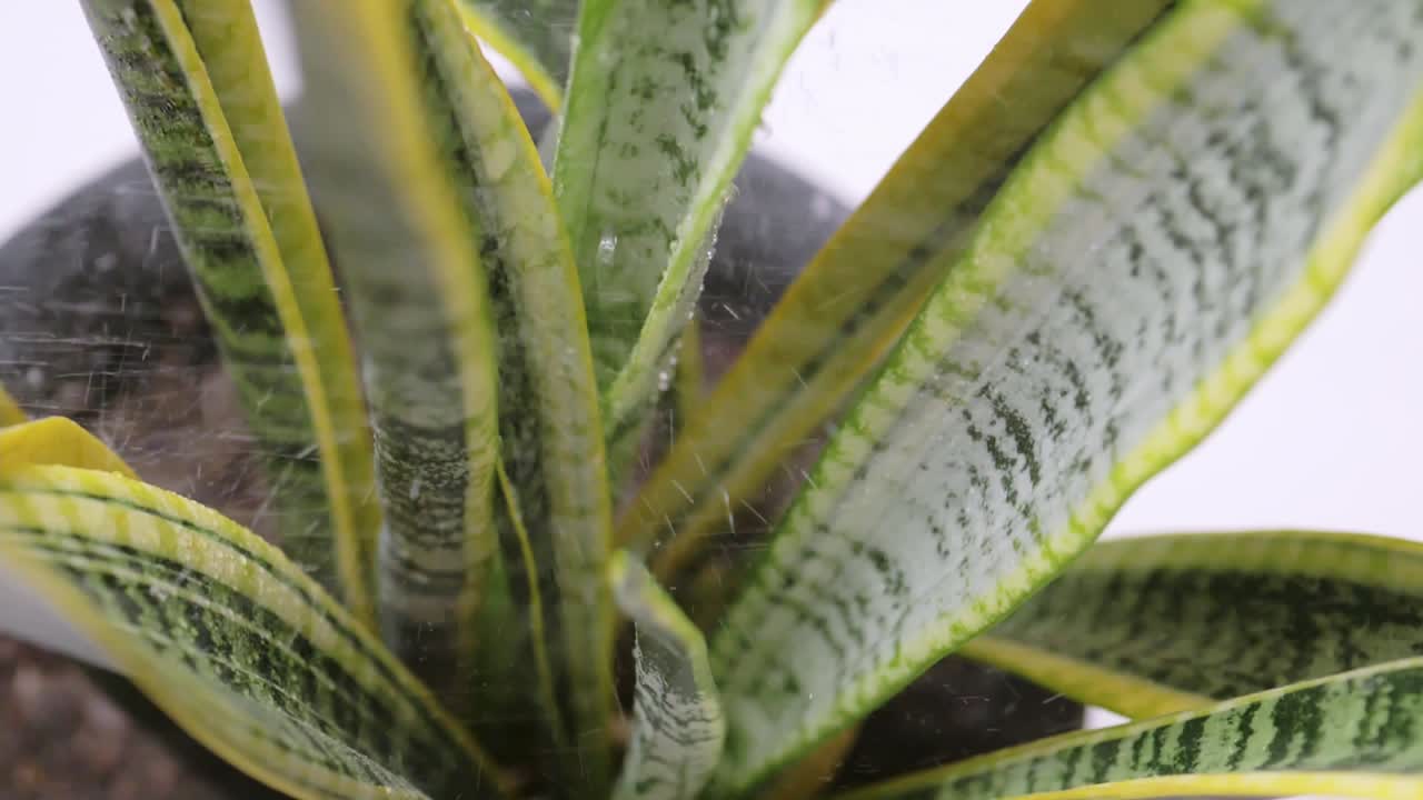 planta de sansevieria en maceta que se riega con una botella de spray
