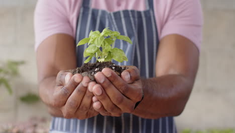 gardener holding young basil plant in hands, nurturing growth with care, in greenhouse