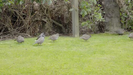 A-group-of-California-Quail-feeding-on-some-short-grass