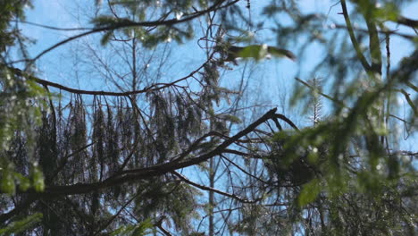 Squirrel-jumping-in-trees-slow-motion,-searching-for-food,-sunny-day