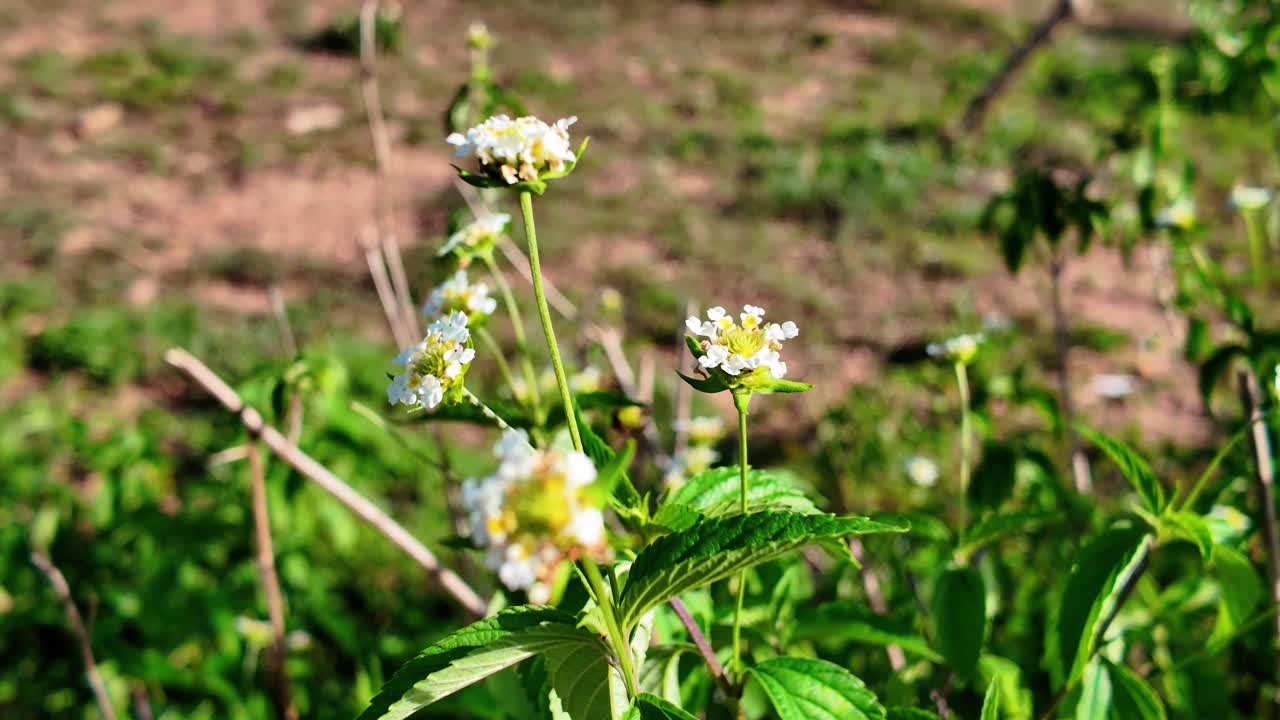 Wild white flowers lantana, fire flower evergreen shrub growing on tropical forest. South America