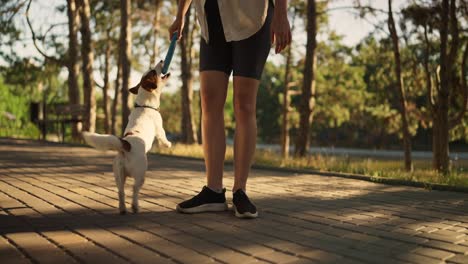 woman playing fetch with her dog in the park