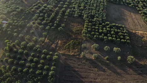 cambios de perspectiva en la vista aérea de un gran olivar en la grecia rural