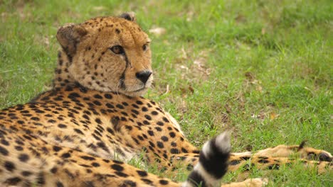 cheetah slow blinks at camera and looks away twitching tail in grass