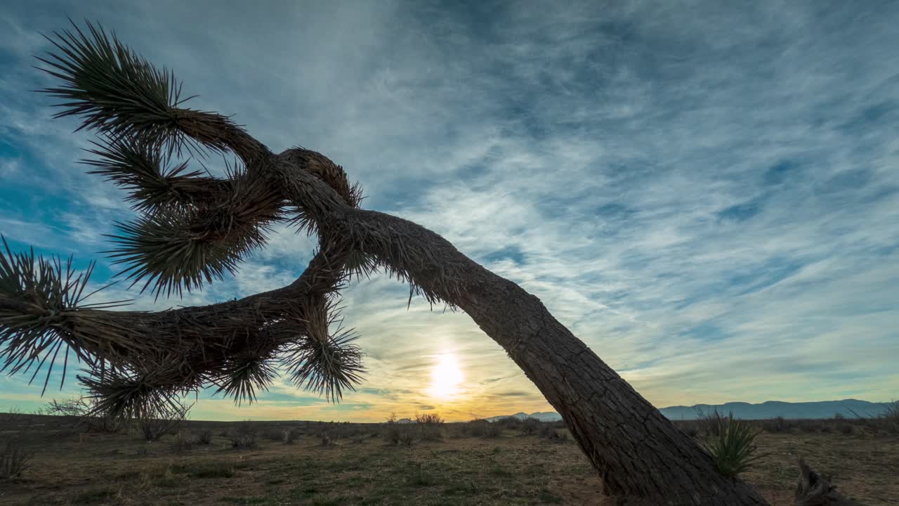 Kleurrijke zonsondergang in de Mojavewoestijn met een Joshua Tree op de voorgrond - dynamische time-lapse met glijdende beweging.