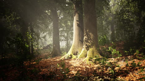 sunlight in the green forest at spring time
