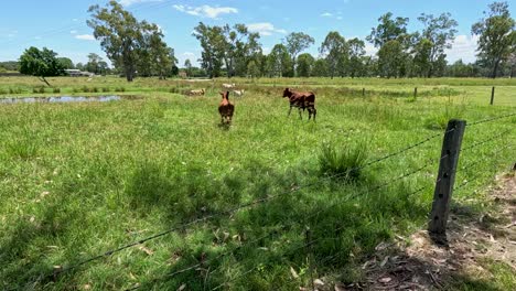 cows roam freely in a lush green field