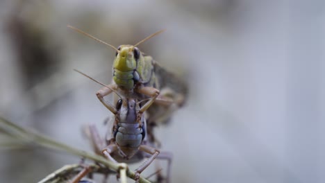 couple of grasshoppers having sex on branch and falling down in wilderness - close up shot