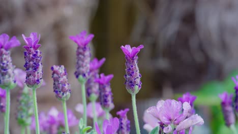 Close-up-of-French-lavender,-Lavandula-stoechas,-growing-in-a-herb-nursery-with-shallow-depth-of-field