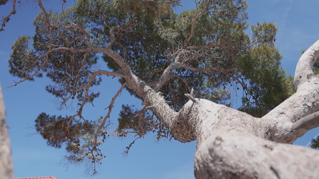 Low angle view of tall tree against clear blue sky captures nature's beauty