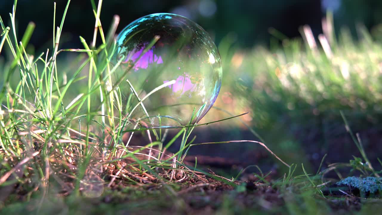 Fragile soap bubble on grass with morning lights