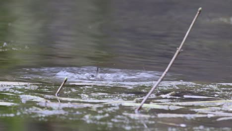 Un-Pequeño-Somormujo-O-Dabchick,-Tachybaptus-Ruficollis-En-Plumaje-De-Invierno,-Buceando-En-Busca-De-Comida-Al-Borde-De-Un-Pequeño-Lago