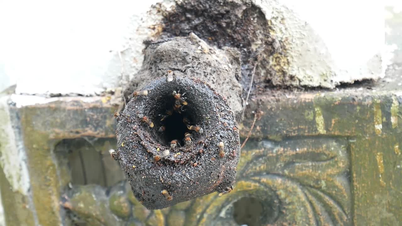 인간이 만든 벌집의 입구 주변에 몰려들고 있는 이 없는 벌들의 클로즈업. 이 벌들은 매우 영양이 풍부한 을 얻기 위해 양육되며, 둥지 개구 근처에서 활발하게 거린다.