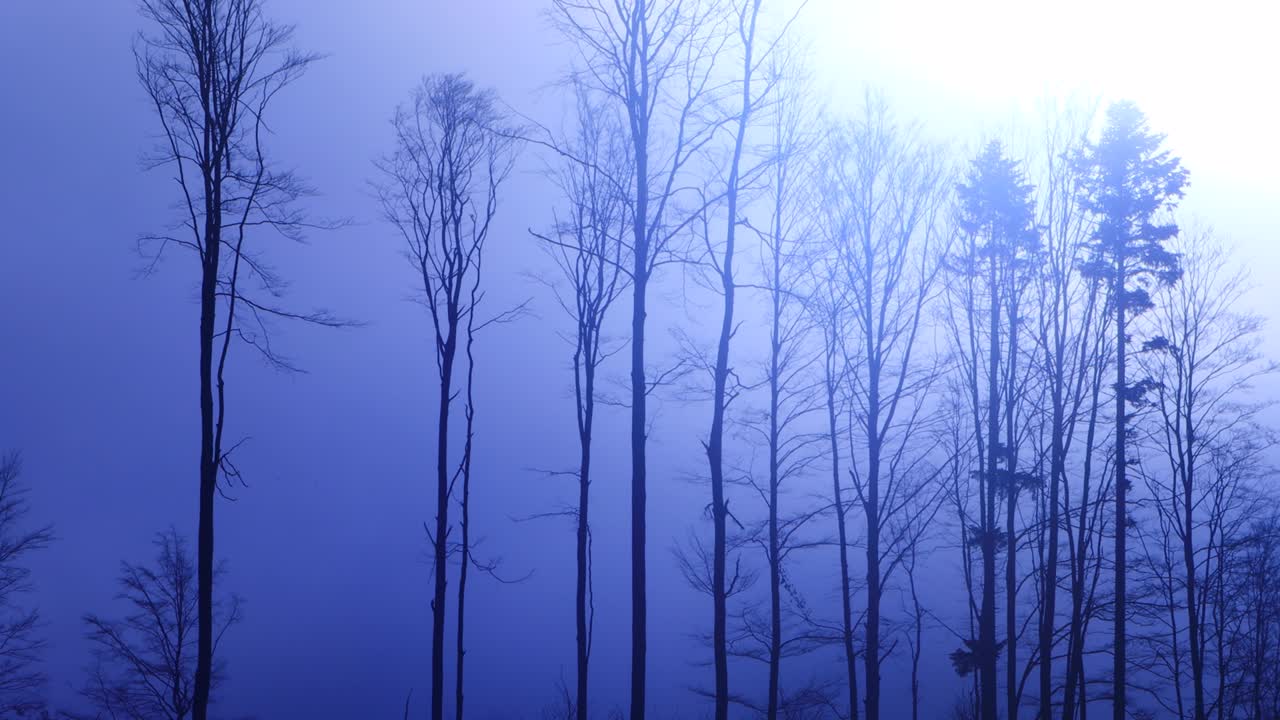 어두운 안개 숲과 태양 공포 장면 비디오 4k