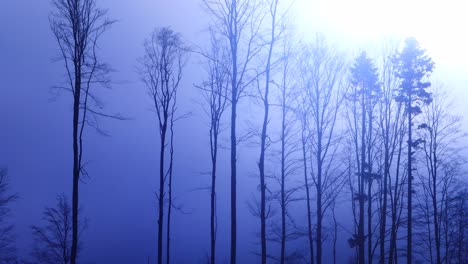 dark misty forest with sun horror scene video 4k