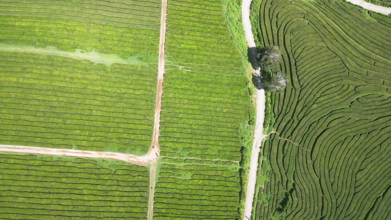 Rigogliose piantagioni di tè verdi con sentieri tortuosi a São Miguel, Azzorre, vista aerea
