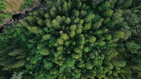 straight down and crane up aerial shot from a forest and a river