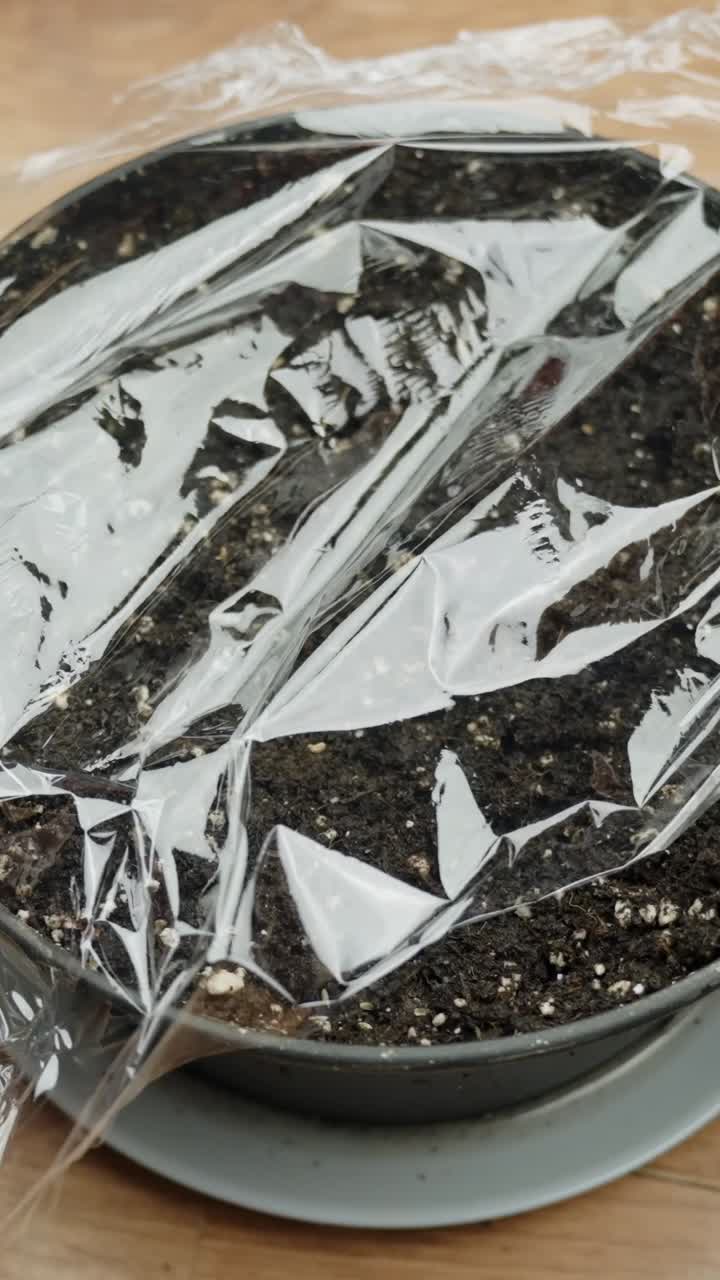 Small pot with soil covered in plastic wrap, seeds planted for indoor germination
