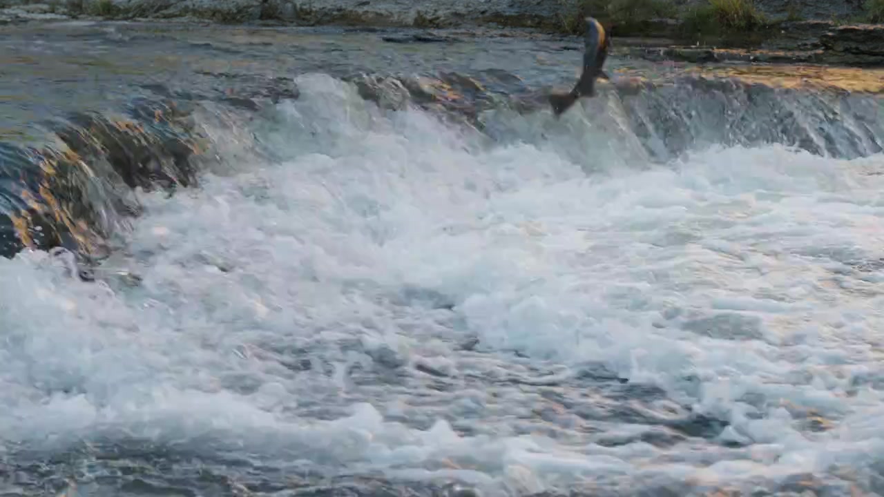 Een grote zalm maakt een krachtige sprong door de rivierstroomversnellingen in de Ganaraska River. Slowmotion detail toont de textuur van het spattende water en de visschubben.