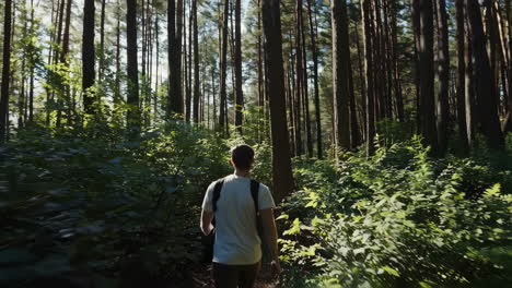 man hiking in a pine forest