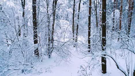 Snowy-branches-in-forest.-Winter-fairy-background