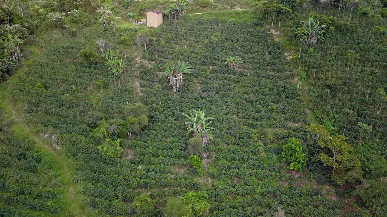 Coffee plantation in the Bolivian mountain jungle