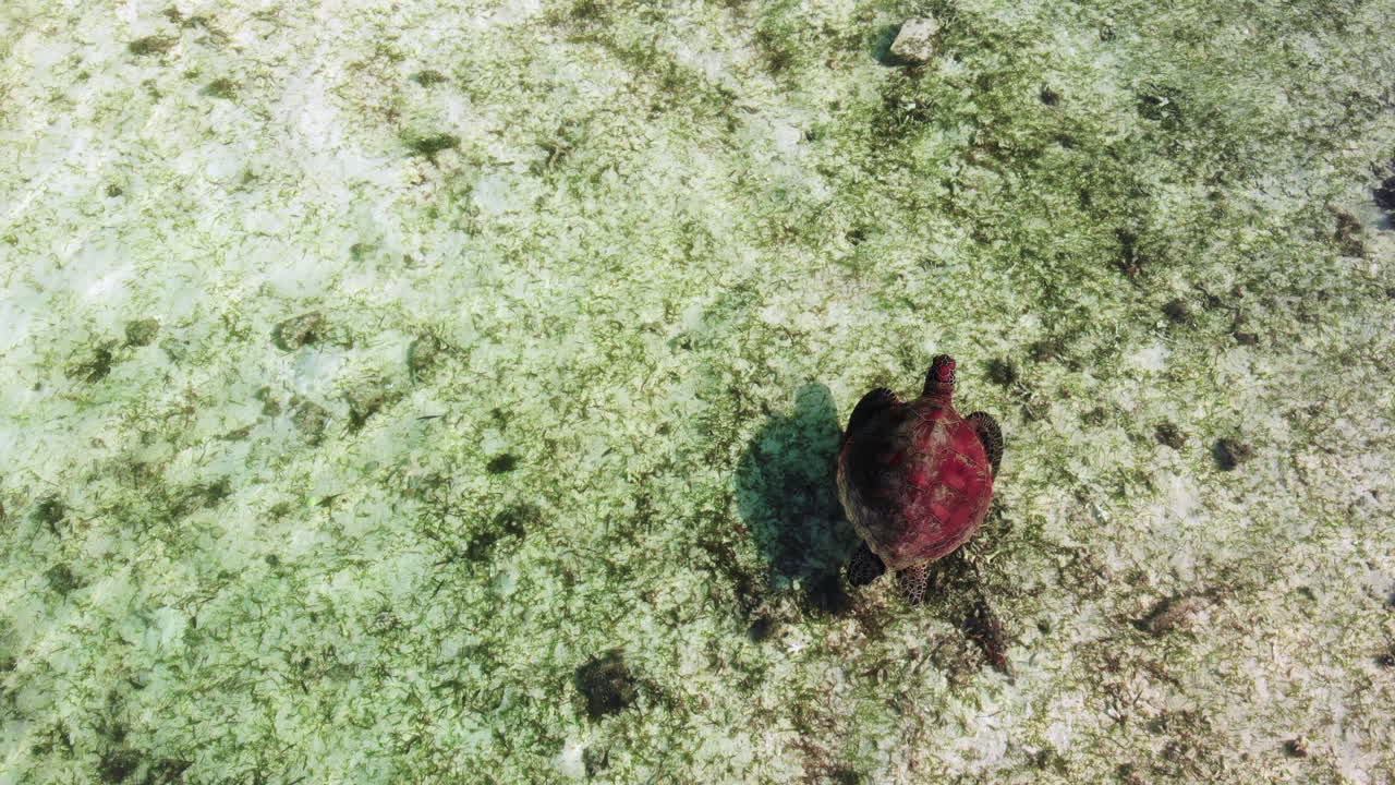 Turtle underwater fish pacific from Drone 4k New Caledonia turtles