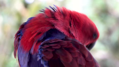 Bunte-Und-Schöne-Rote-Papageien-Putzen-Federn,-Weiblicher-Eclectus-Roratus