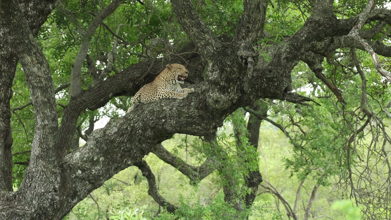 Kruger Ulusal Parkı'nda bir ağacın dalında uzanmış, ağır ağır nefes alan bir leoparın geniş çekimi.