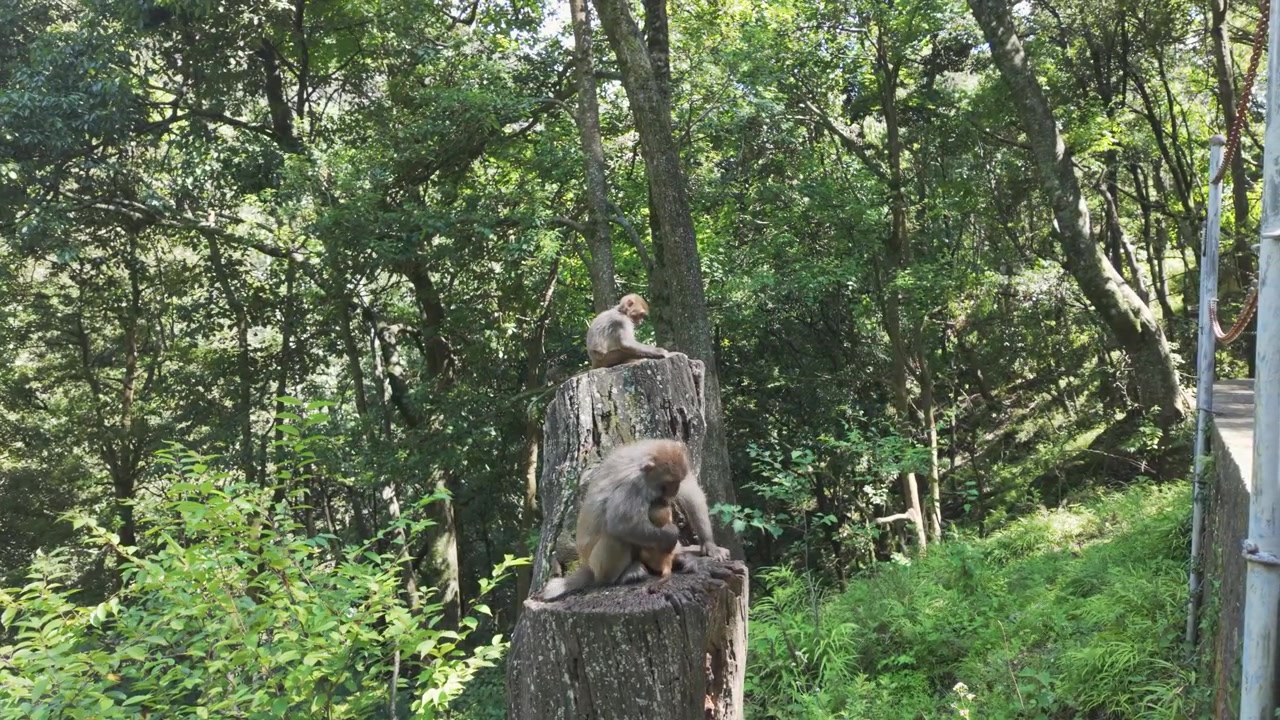 Two wild monkeys resting and grooming on wooden stumps within a dense tropical forest. Authentic wildlife behavior in a natural habitat, suitable for nature and sustainability documentaries.