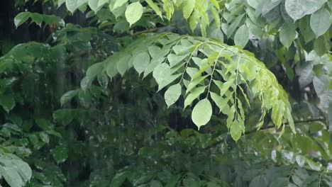 las hojas en los árboles durante la temporada de lluvias darán una nueva vida