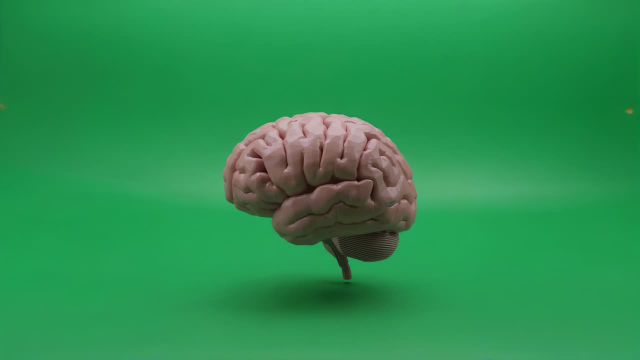 Starting playback, rotating 3D brain bobbing over green cyc showing gyri and brainstem for keying