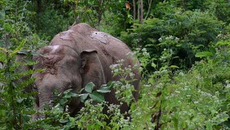 Los-Elefantes-Asiáticos-Son-Especies-En-Peligro-De-Extinción-Y-También-Son-Residentes-De-Tailandia