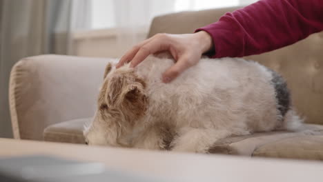 el perro del terrier del zorro de alambre de acariciamiento de la mano