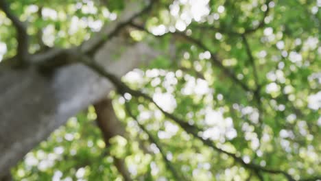 Gran-árbol-Con-Múltiples-Hojas-Verdes-En-El-Parque,-Cámara-Lenta