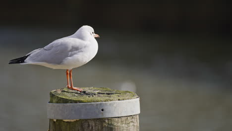 stationary seagull looking around on a pole in the water