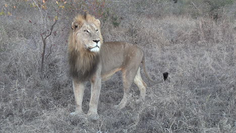 male lion stops to look back where he came from with a small roar