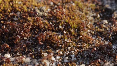 lots of tiny ants crawling on stone and moss macro close-up still shot