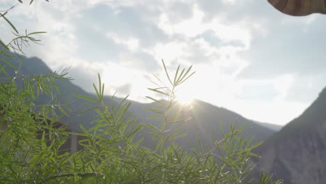 sun goes down behind the top of the italian alps in riva del garda (trentino alto adige) with green plants in the foreground