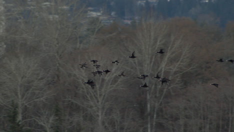 Schwarm-Zugvögel,-Die-Im-Winter-Am-Stadtbild-Im-Hintergrund-Vorbeifliegen