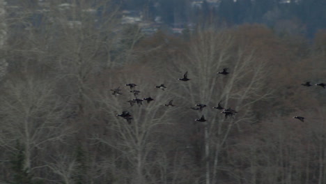 Flock-Of-Migratory-Birds-Flying-Passing-By-Cityscape-At-Background-During-Winter