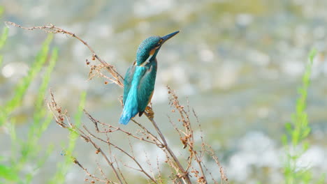 common kingfisher bird close-up perched on bush twig by river