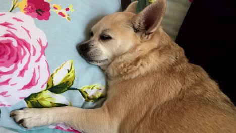 a white chihuahua dog sleeps happily on a flowery pillow