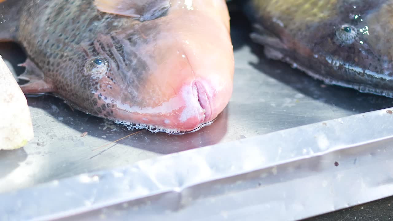 푸켓 시장 에서 얼음 위 에 전시 된 물고기