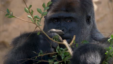 cámara lenta hombre animal gorila primate espalda plateada comer planta rama comida turismo mono conservación sydney taronga zoo nsw australia 4k