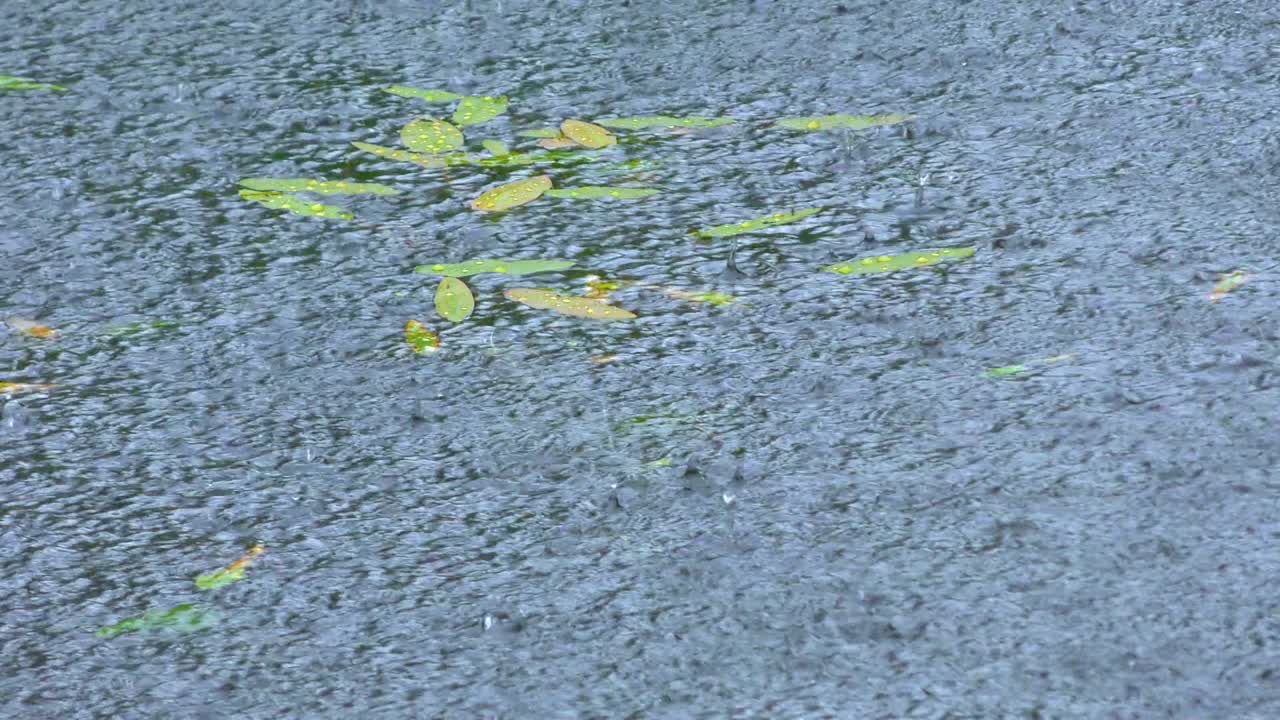 방울의 배경입니다.