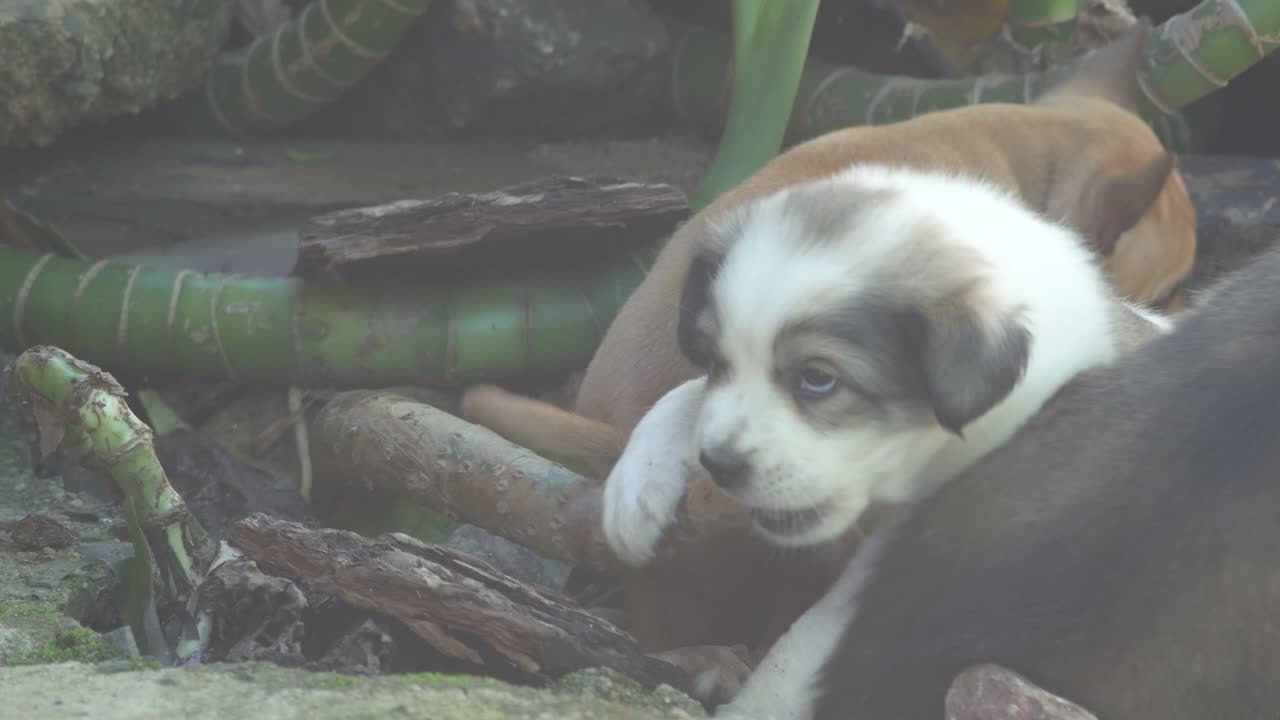 el tallo de la planta de mordedura de cachorro