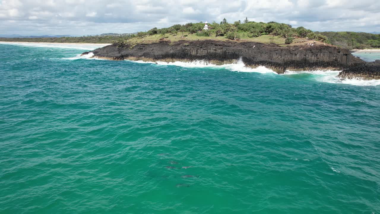 Aerial view of dolphins swimming near a rocky coast with a lighthouse